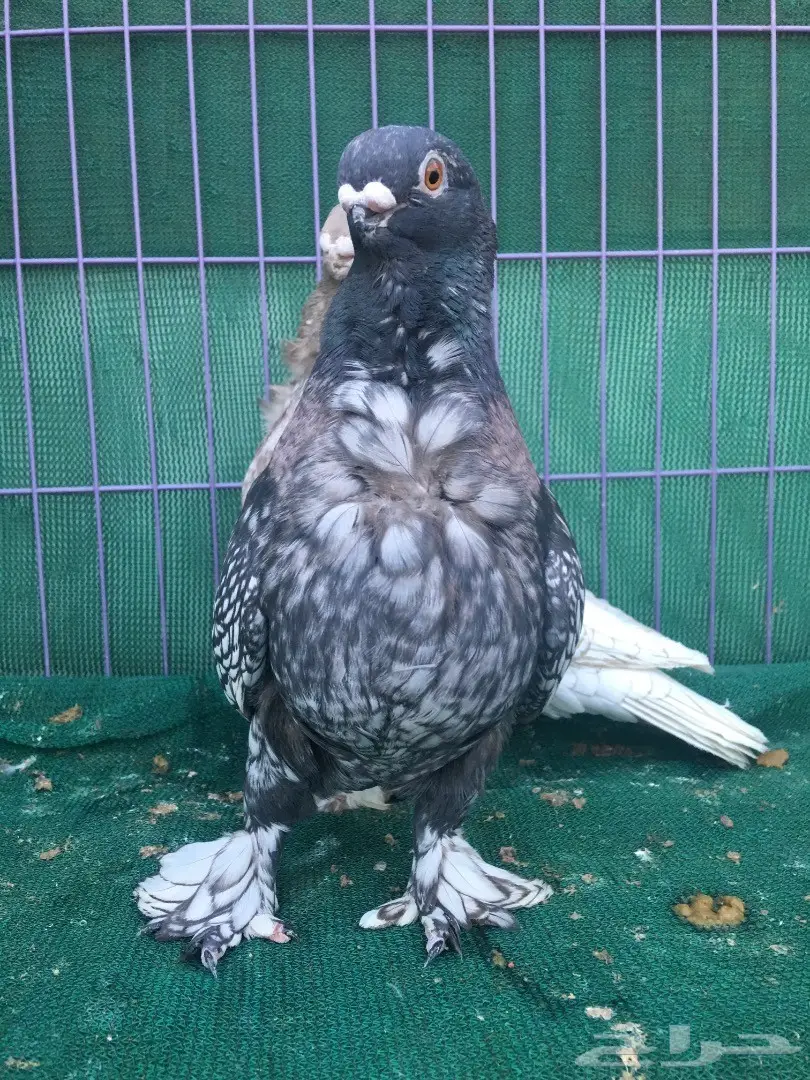 جوز فراشه (image 2)