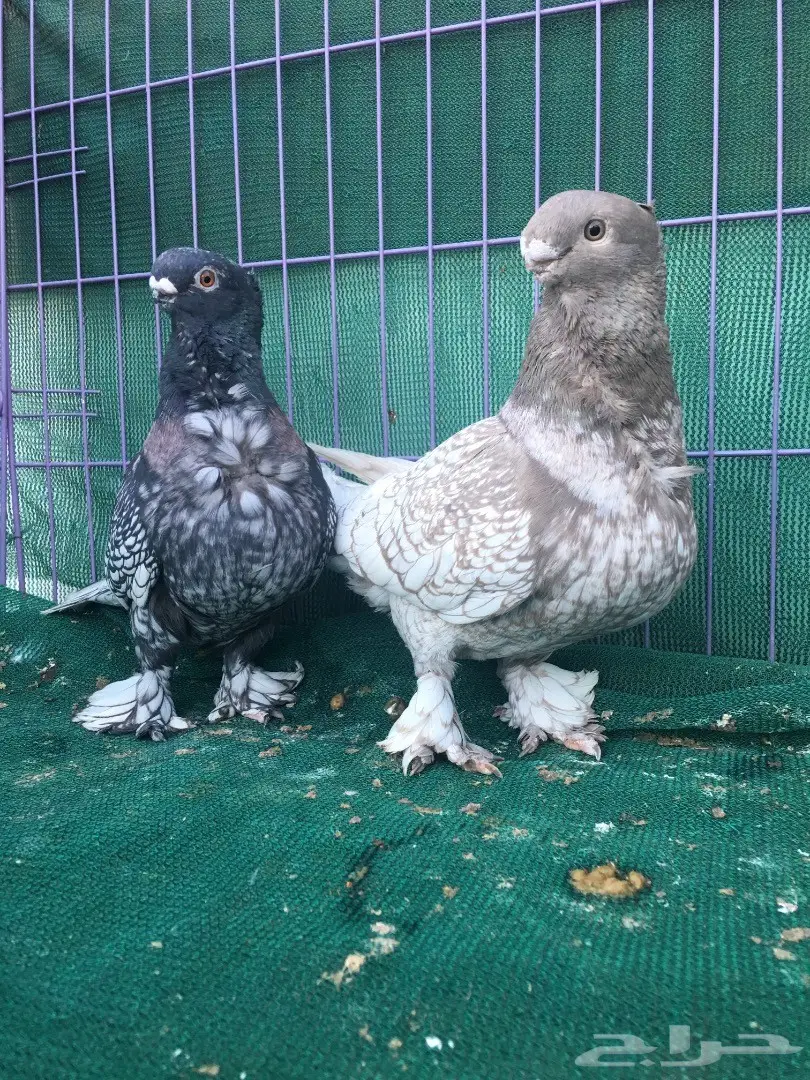 جوز فراشه (image 4)