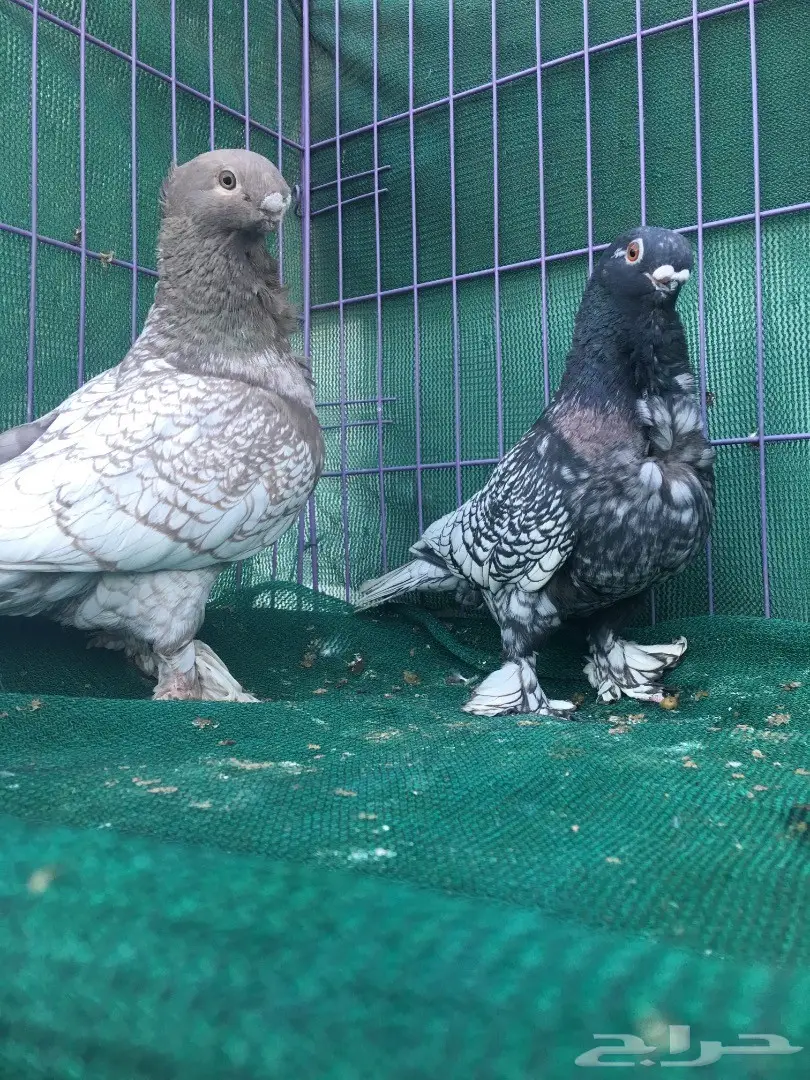 جوز فراشه (image 5)