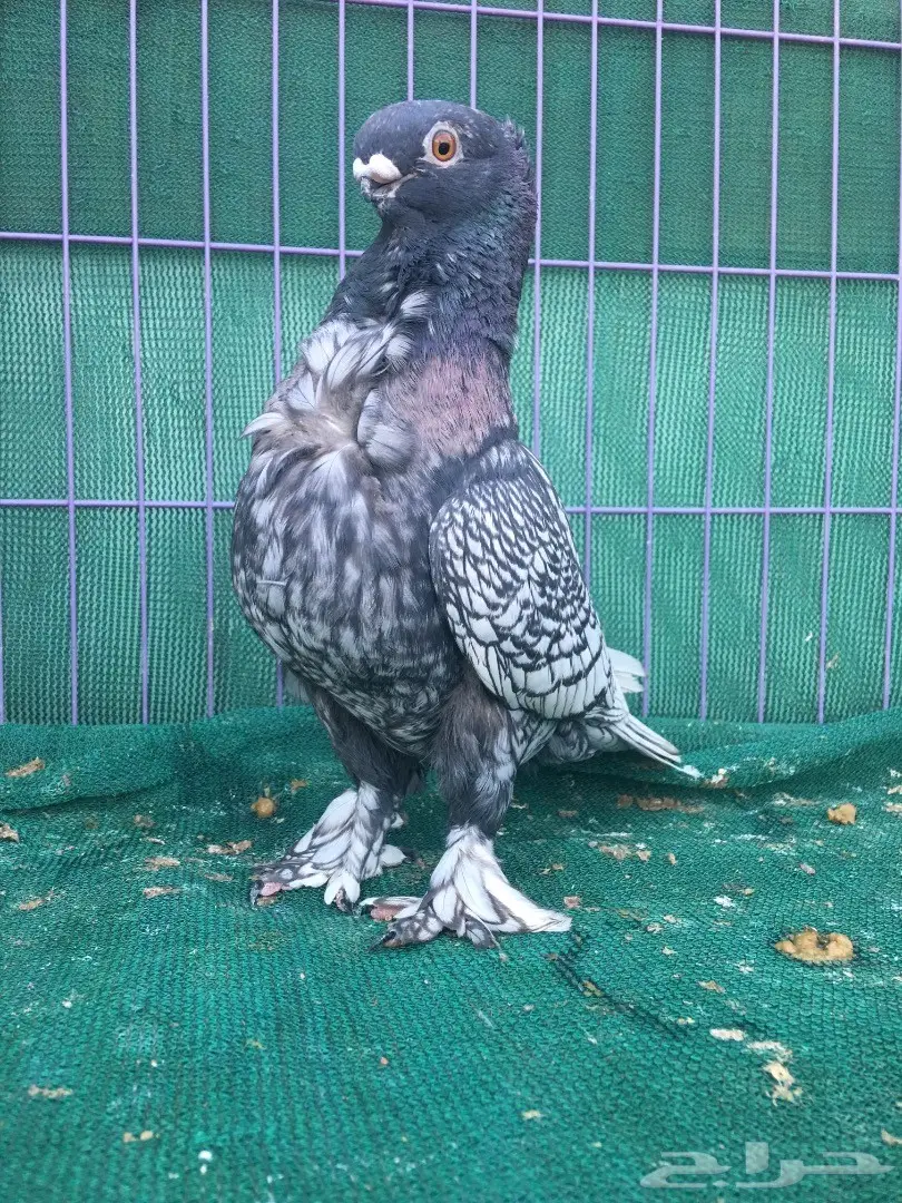 جوز فراشه (image 6)