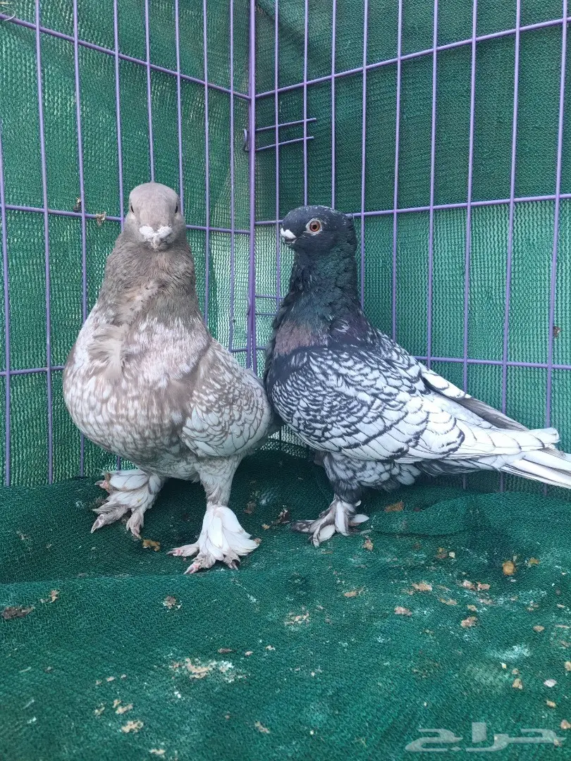 جوز فراشه (image 7)