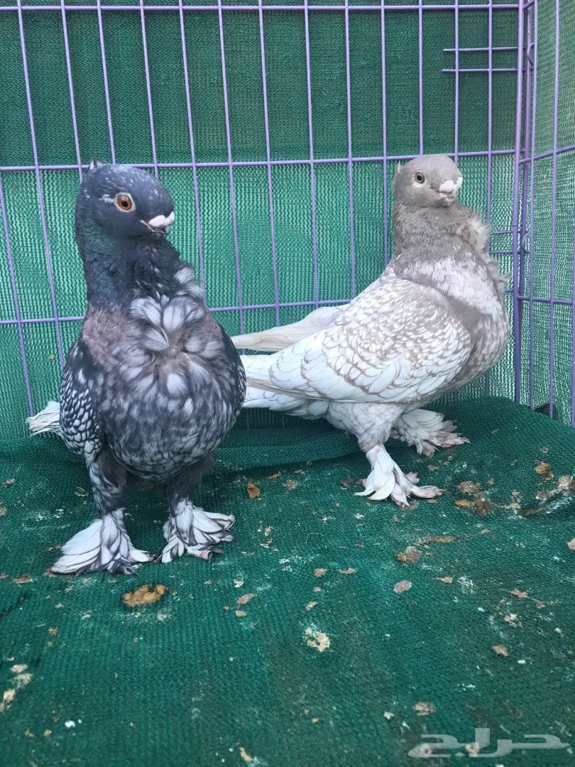 جوز فراشه (image 8)