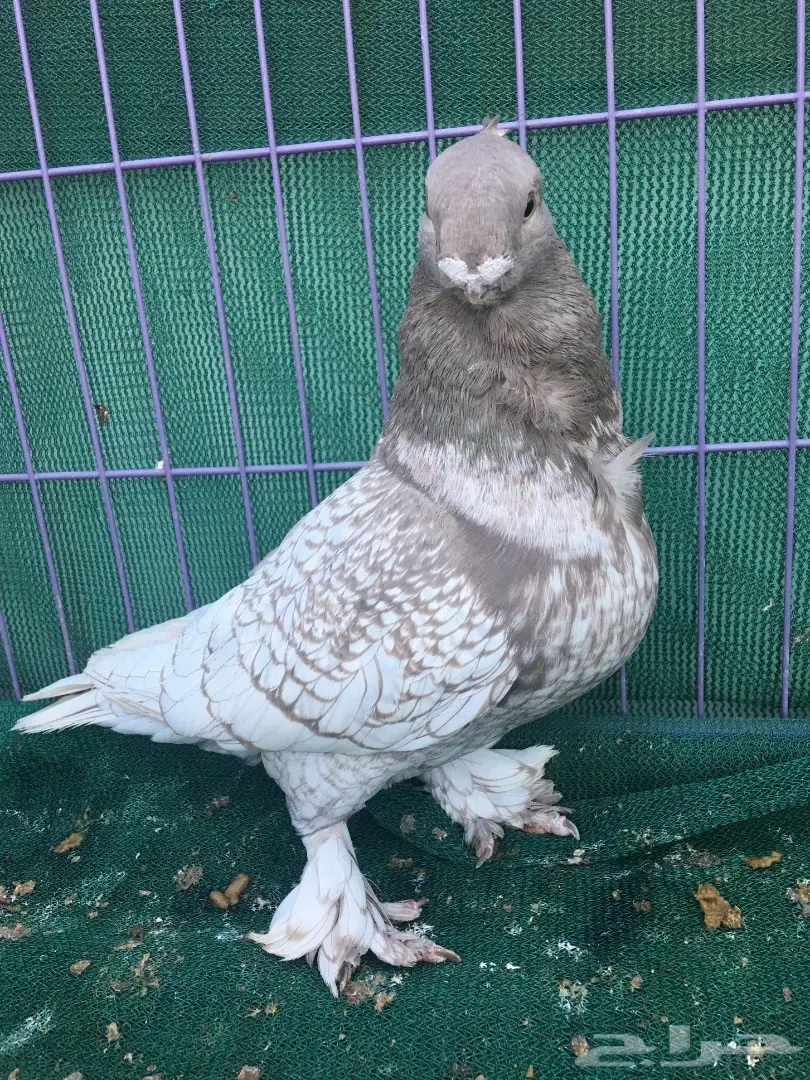 جوز فراشه (image 9)