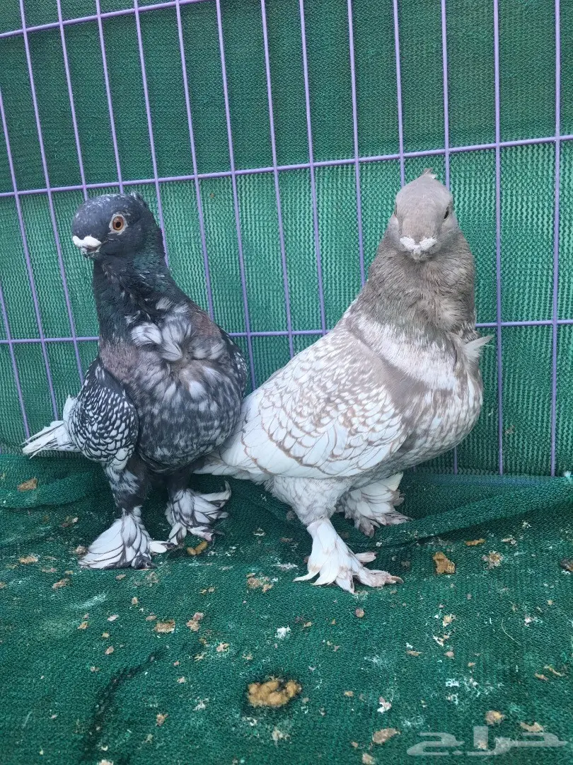 جوز فراشه (image 10)