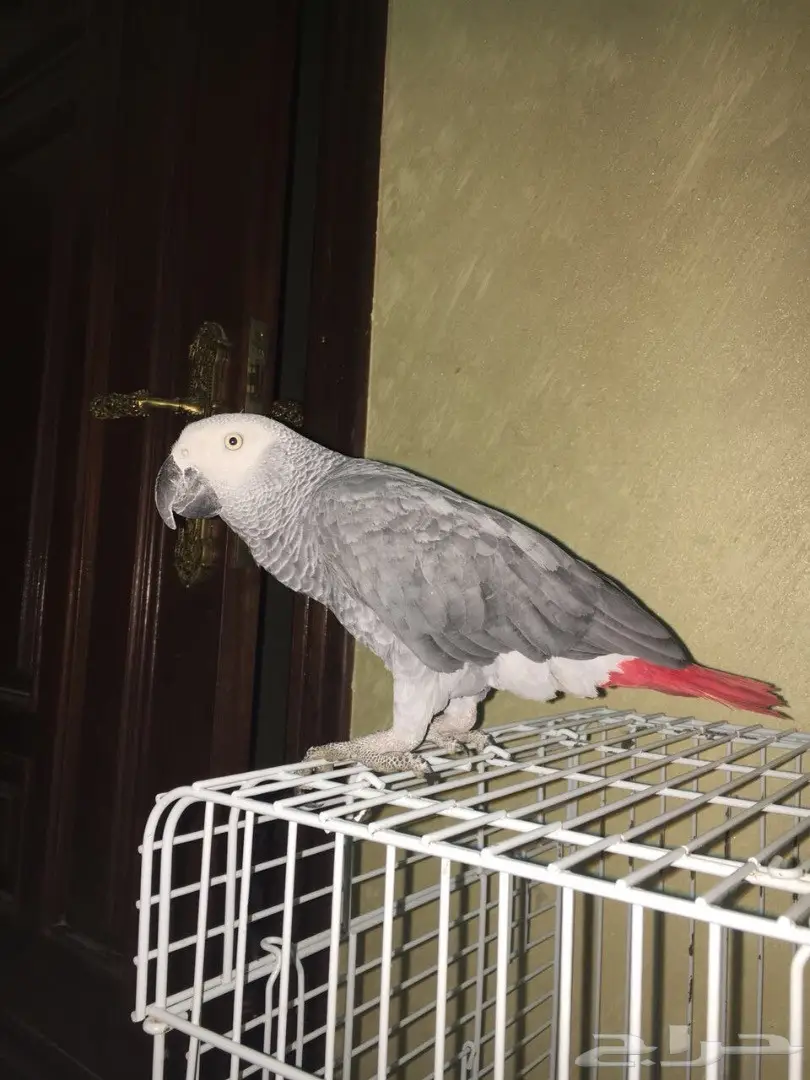 بغبغاء الكاسكو للبيع يتكلم من 6-8 كلمات حاليا 