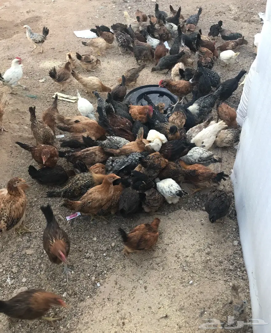 صوص دجاج بلدي (image 3)