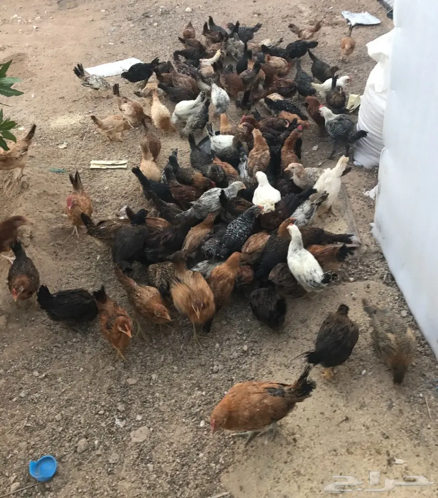 صوص دجاج بلدي (image 2)