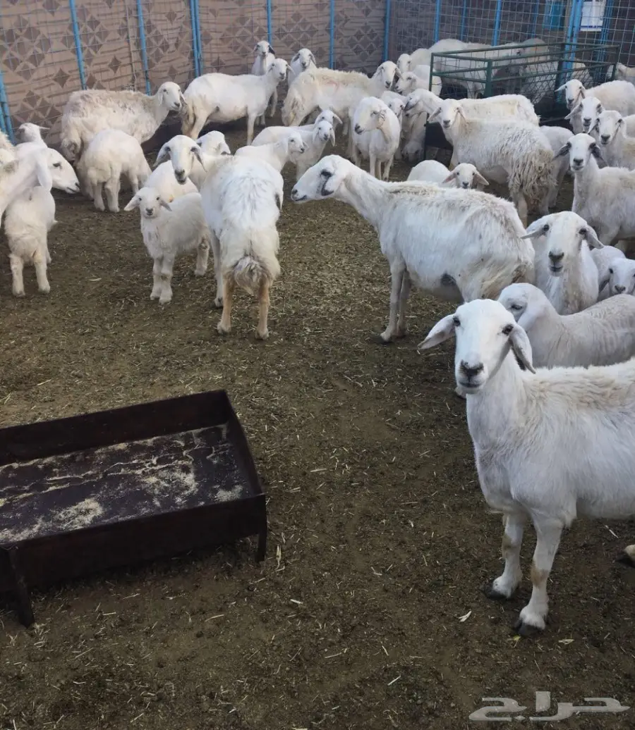 غنم 191 وبهمها 82 (image 4)