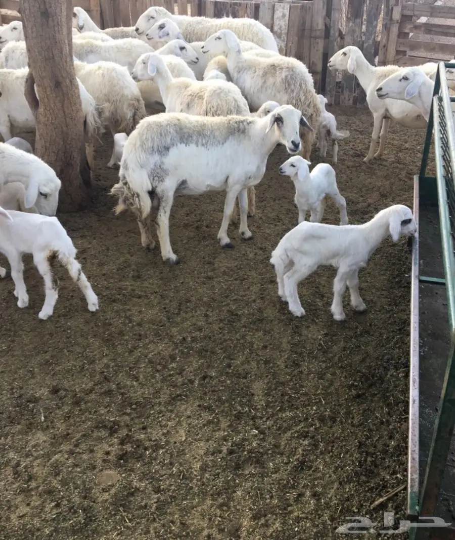 غنم 191 وبهمها 82 (image 5)