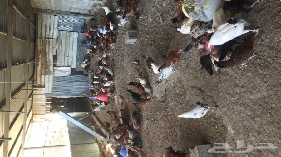 دجاج بلدي  (image 3)