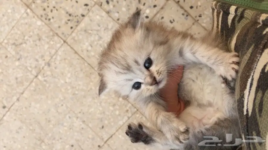 كيتن شنشيلا رهيب جدا (image 1)