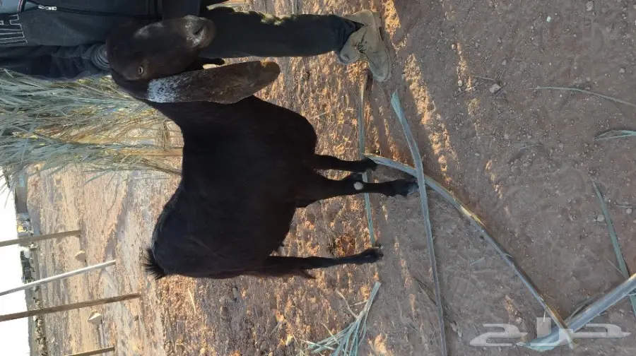 غنز مشروكه البيع 