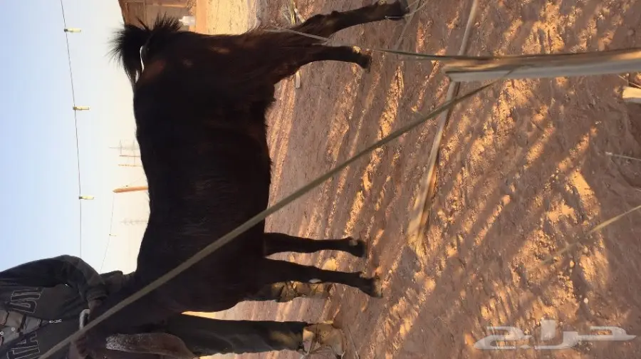 غنز مشروكه البيع  (image 1)