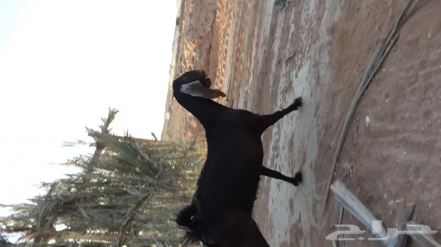 غنز مشروكه البيع  (image 2)