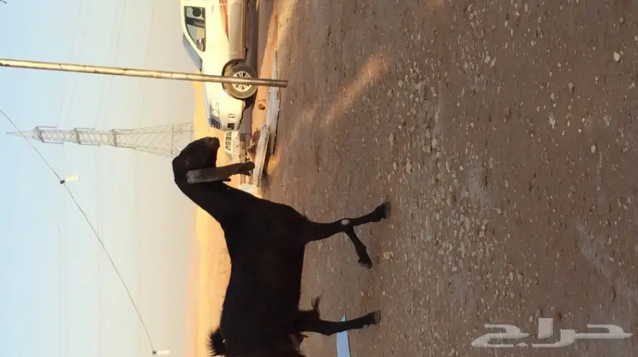 غنز مشروكه البيع  (image 3)