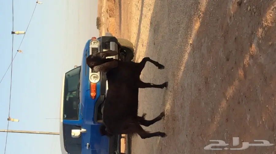 غنز مشروكه البيع  (image 4)