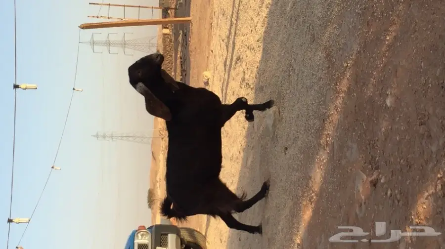 غنز مشروكه البيع  (image 5)