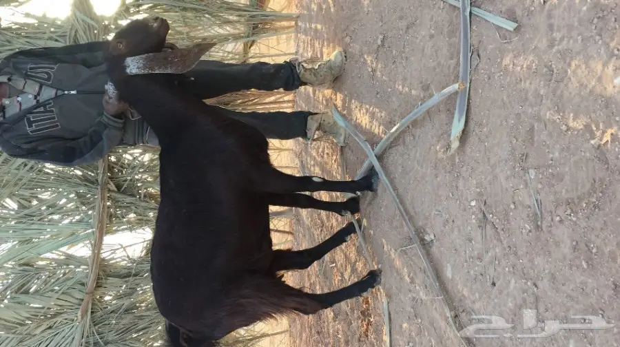 غنز مشروكه البيع  (image 6)