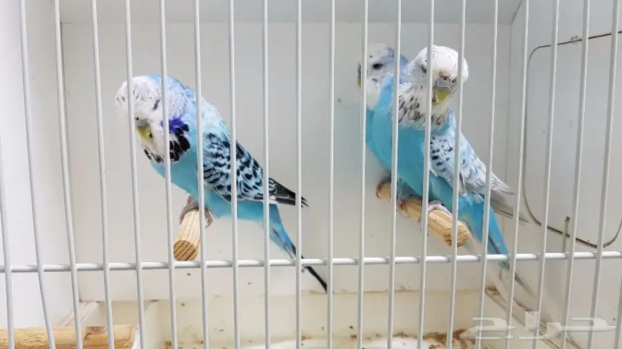 للبيع 3 حبات بادجي انجليزي