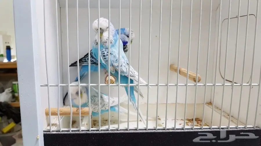 للبيع 3 حبات بادجي انجليزي (image 1)