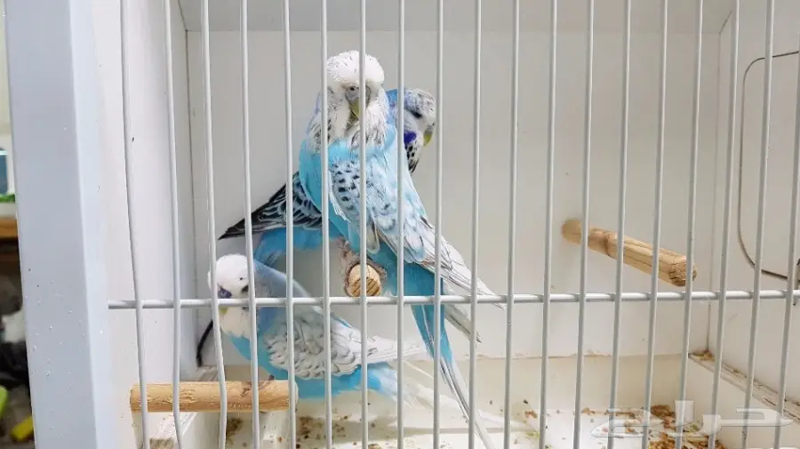 للبيع 3 حبات بادجي انجليزي (image 2)