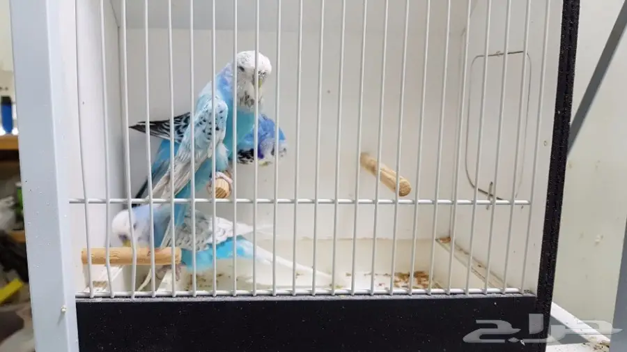 للبيع 3 حبات بادجي انجليزي (image 3)