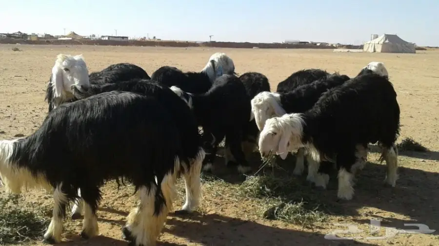 ذبايح جذعان نجد ونعيم ناهيه تفريدبالجنادريه (image 9)