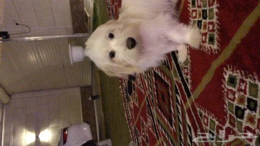 كلب مالتيز لعوب مرره واليف مع الاطفال ويحب ال