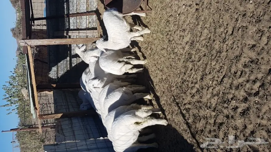 طليان ورخال (Image 1)