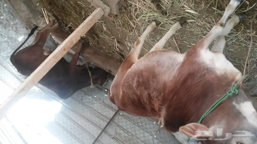 2 حسلان للبيع 