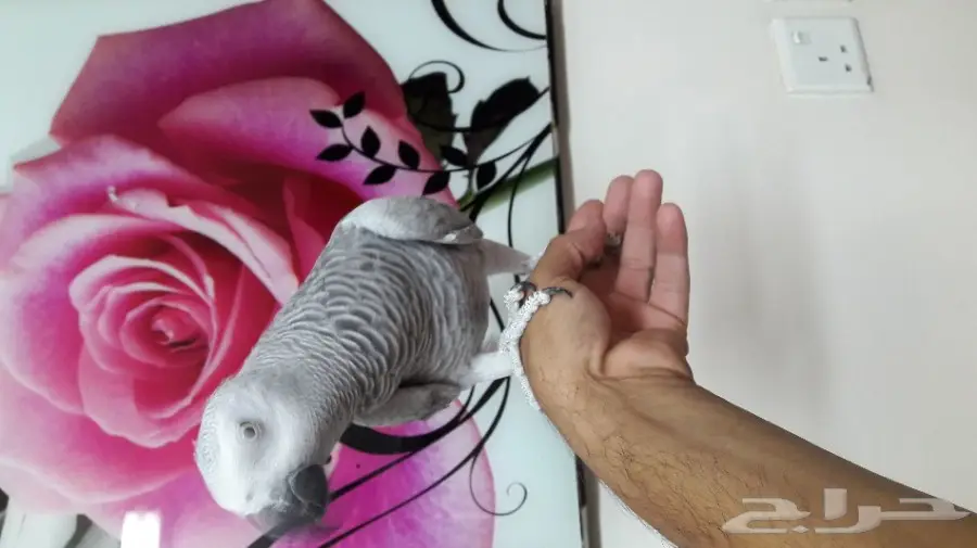 قطة كاسكو مميزة للانتاج - فرصة لا تُفوّت!