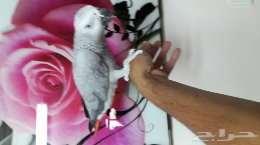 قطة كاسكو مميزة للانتاج - فرصة لا تُفوّت! (image 1)