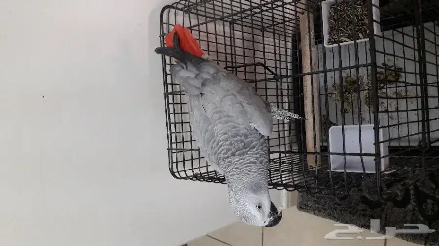 قطة كاسكو مميزة للانتاج - فرصة لا تُفوّت! (image 3)