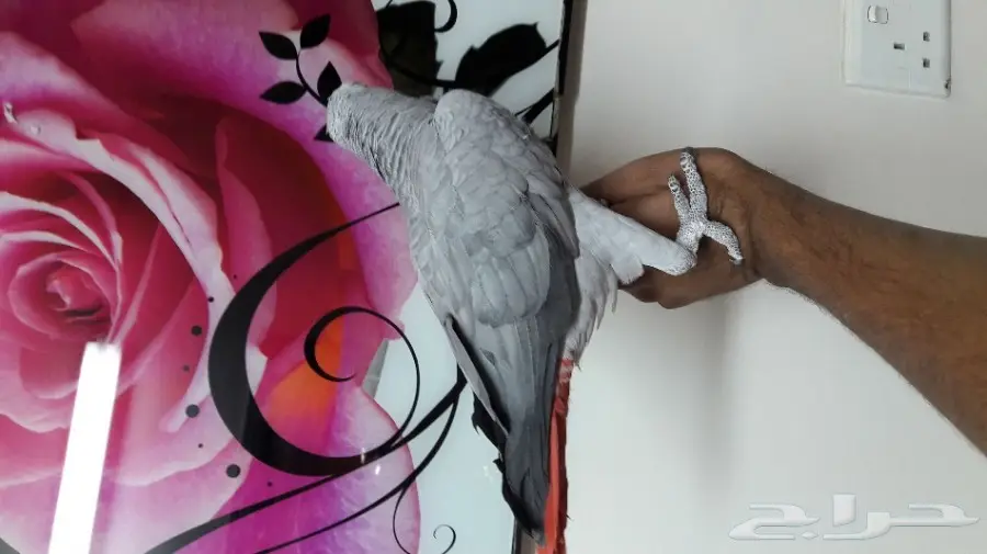 قطة كاسكو مميزة للانتاج - فرصة لا تُفوّت! (image 4)