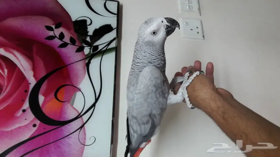 قطة كاسكو مميزة للانتاج - فرصة لا تُفوّت! (image 5)