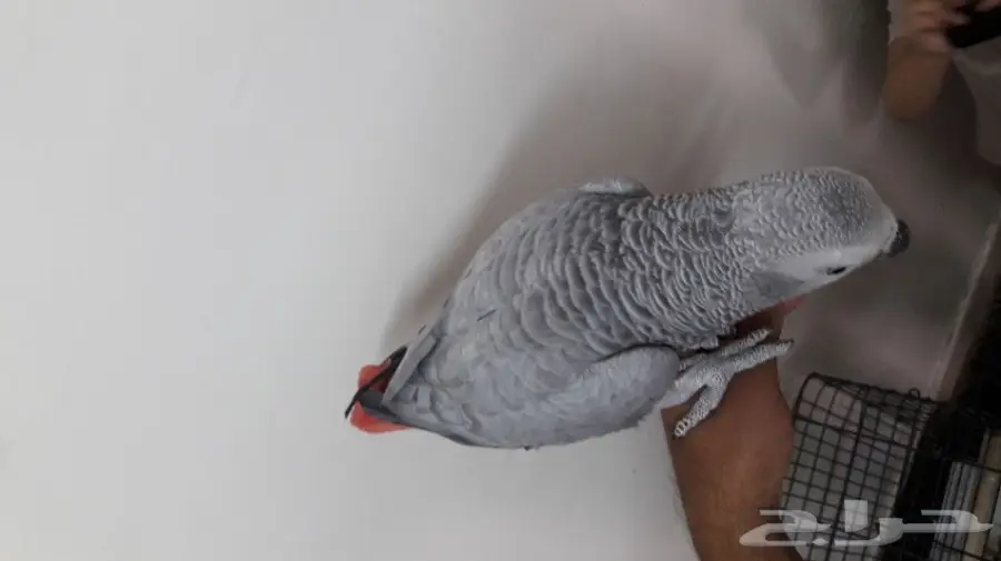 قطة كاسكو مميزة للانتاج - فرصة لا تُفوّت! (image 6)