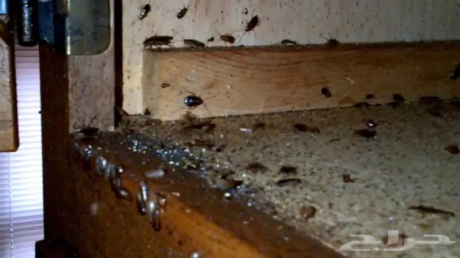 رش مبيد رش مبيدات بدون رائحة عماله فلبينيه (image 18)