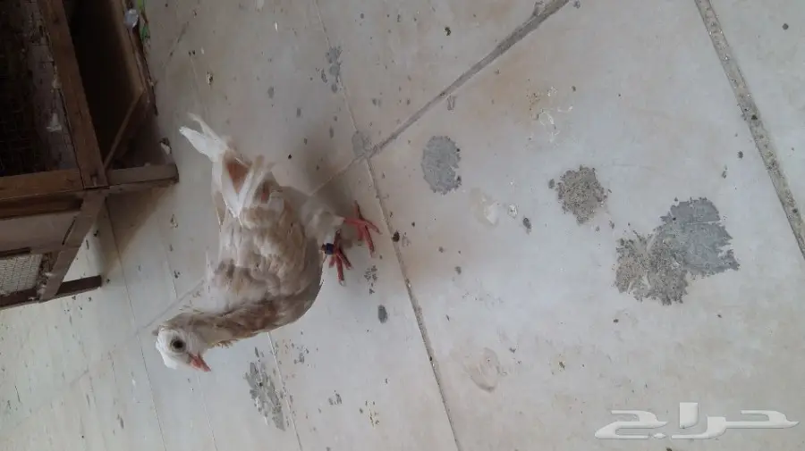 طيور لتبني (image 1)