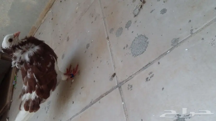 طيور لتبني (image 2)