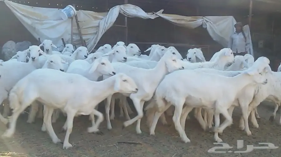 للبيع 40 رخل ضرايب من غنم شهران 00800 (image 2)