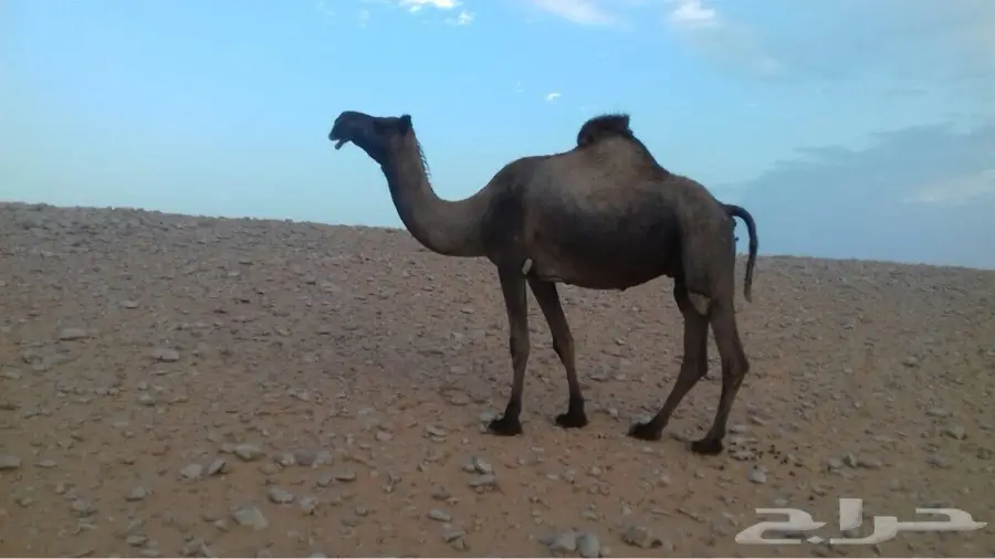 البيع ناقه صفرا معشار له ثلاث اشهور  (image 3)