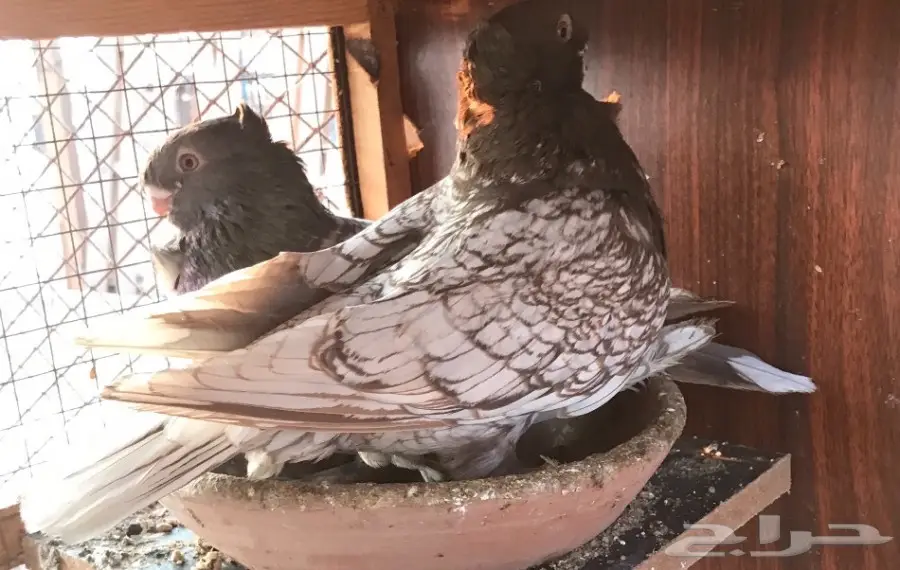 جوز فراشه دايلوت كاكى  (image 6)