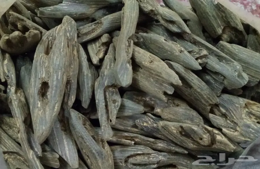 عودكلمنتان سعرالربع بسعرالثمن 300 ريال