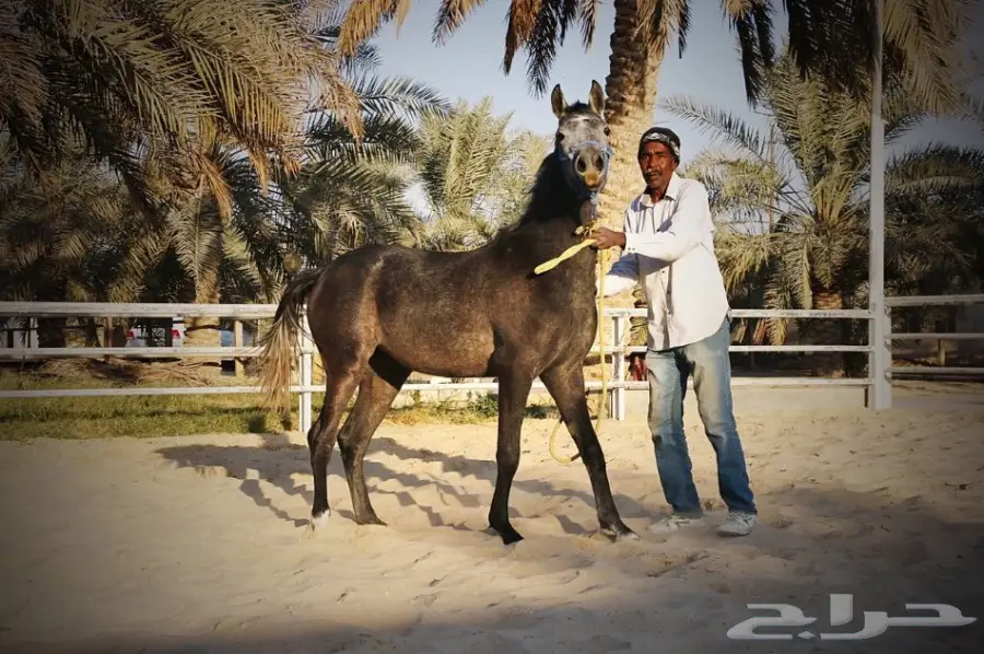 مهره مصرية بيور واهو للبيع (image 1)