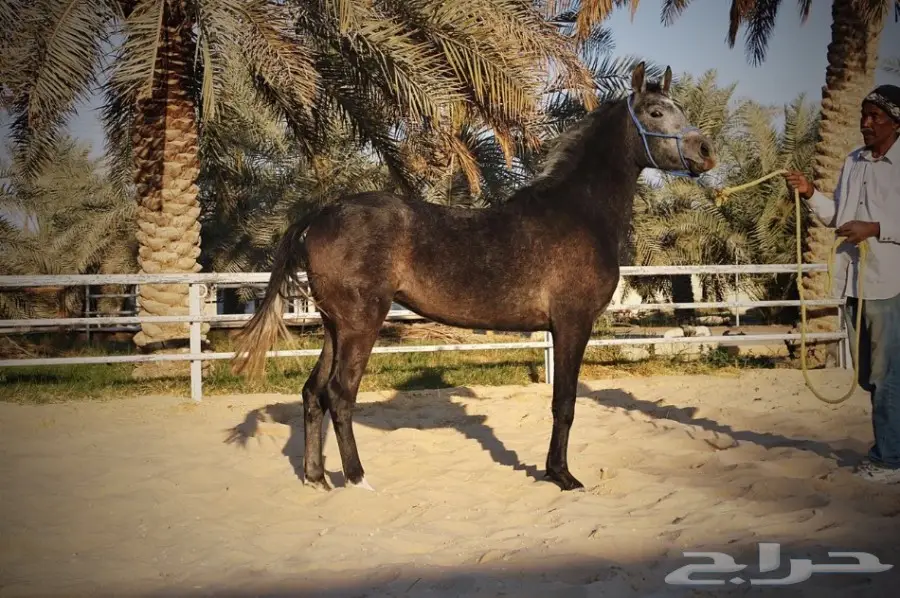 مهره مصرية بيور واهو للبيع (image 2)