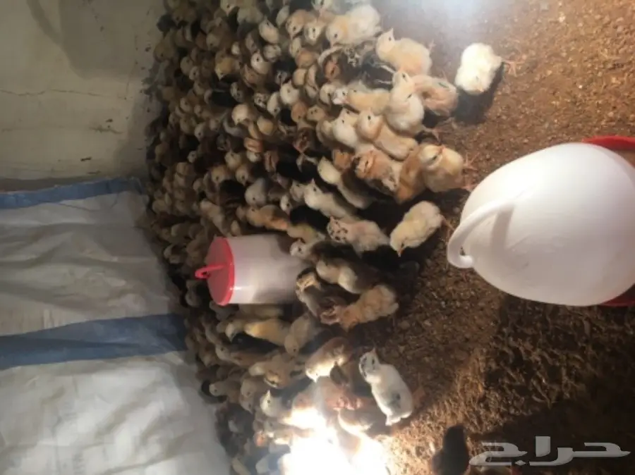 صيصان بلدي (image 2)