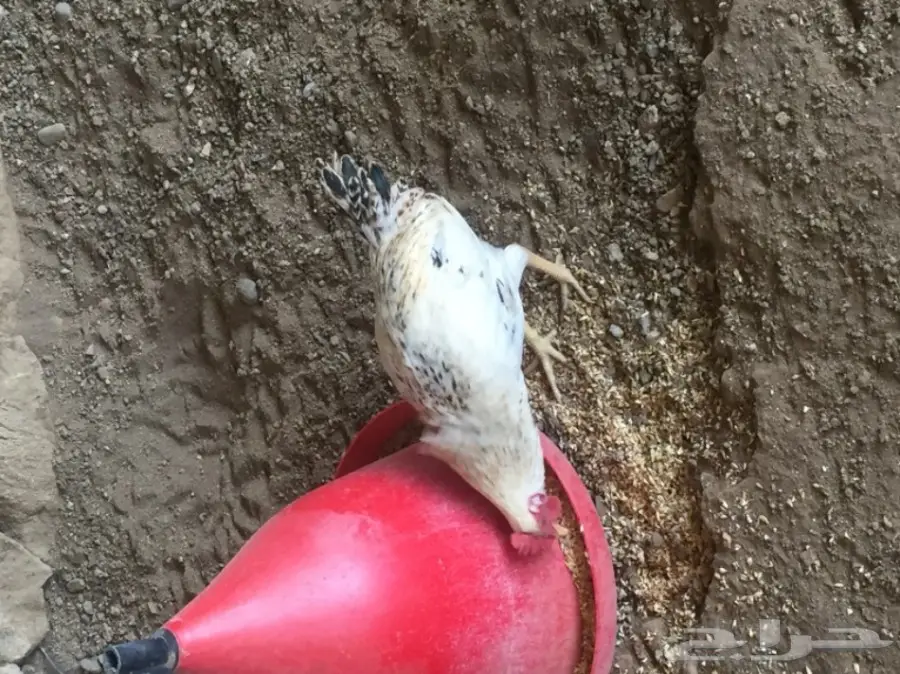 دجاج بلدي  (image 1)