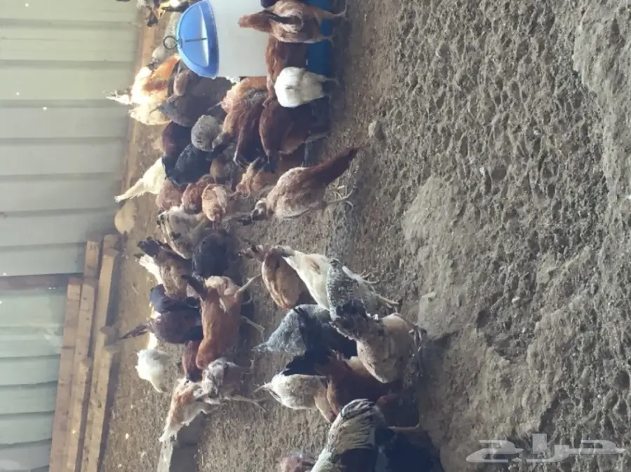 دجاج بلدي  (image 2)