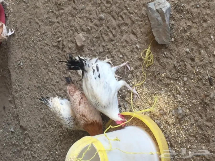 دجاج بلدي  (image 4)