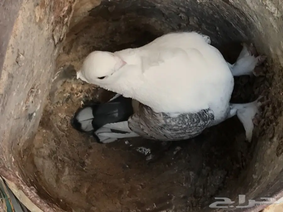  حب رمان (image 1)